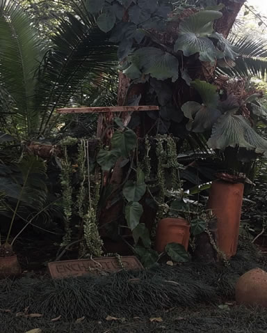 Photo Credit: Wamboi Nasaka Muragori Photograph of my lush garden with sculptures and elephant ear ferns 
