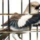 Fifty Years Later, The Caged Bird Still Sings