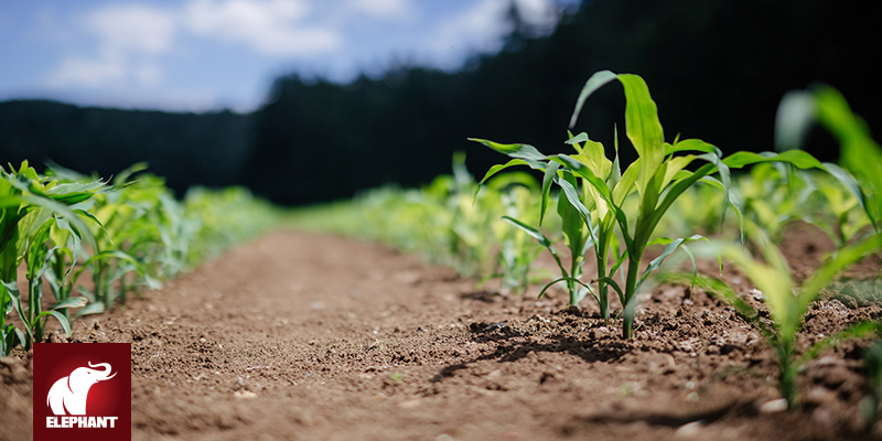 JULIET ATELLAH - Surviving Hunger – Kenyans Forced to Cope With Increased Food Insecurity - Vimarsana News