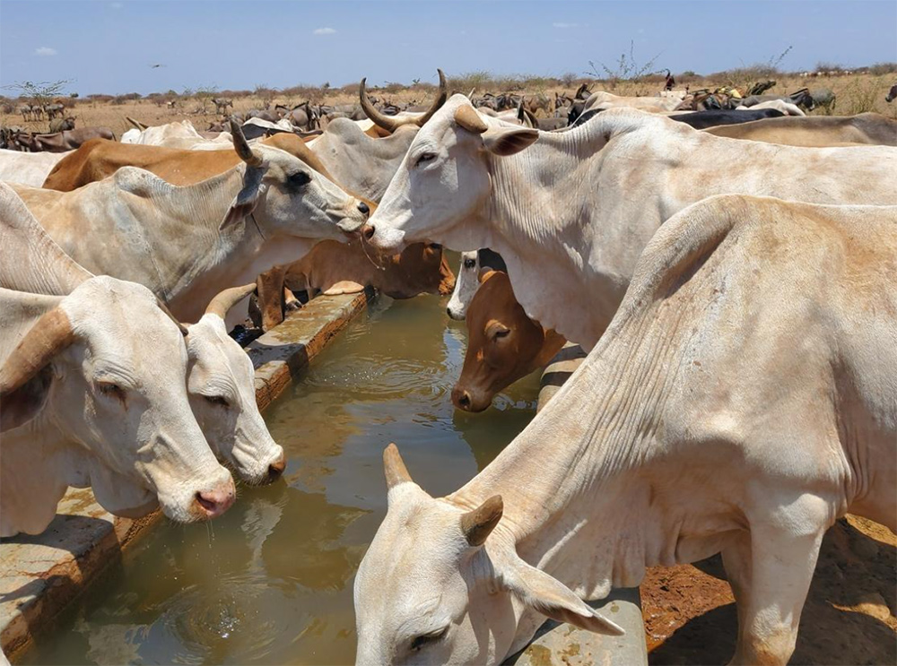 Cattle watering at Dogogicha borehole (Range water infrastructure development project)