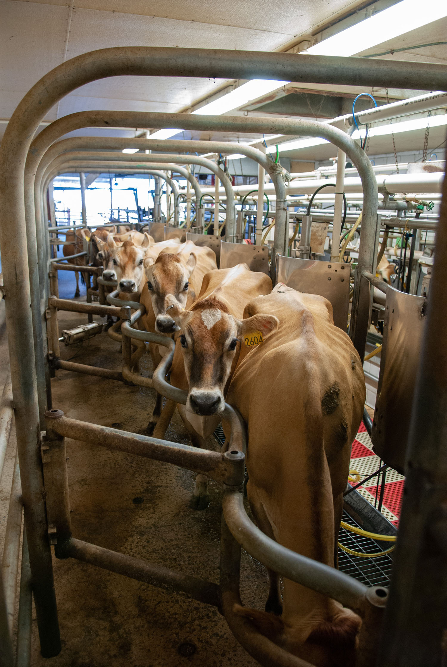 Dozens of cows at the Kiwawa Dairy production milking area
