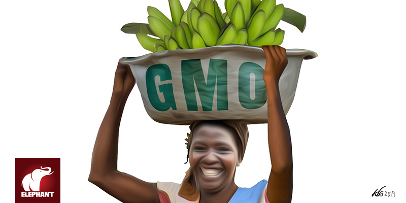 GMOs Are Not the Only Answer | The Elephant - Vimarsana News