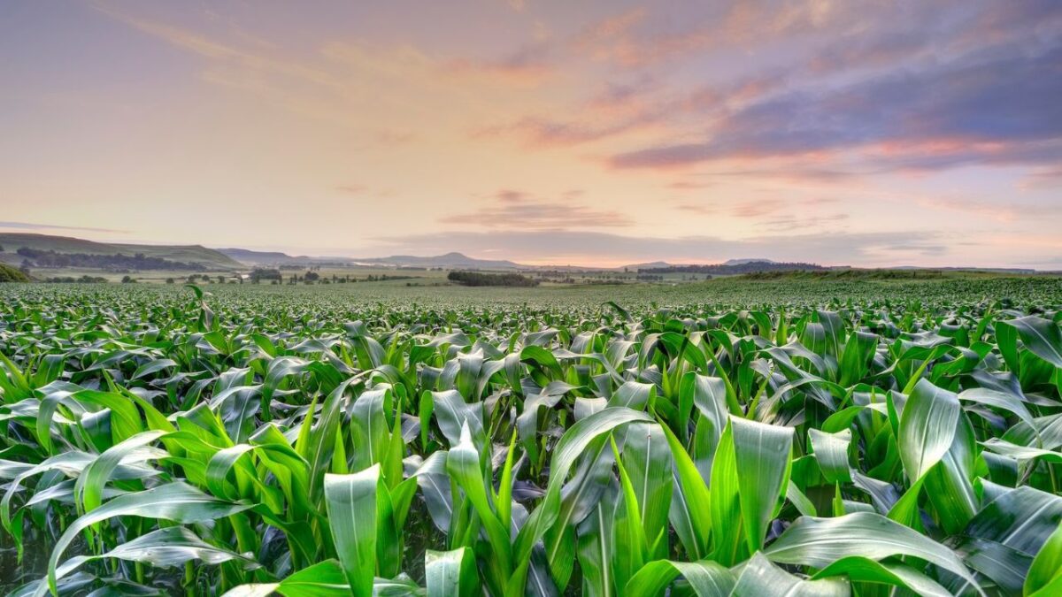 Fields of Dependency